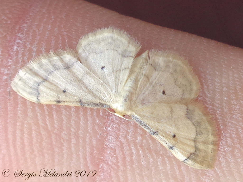 Idaea politaria - Geometridae